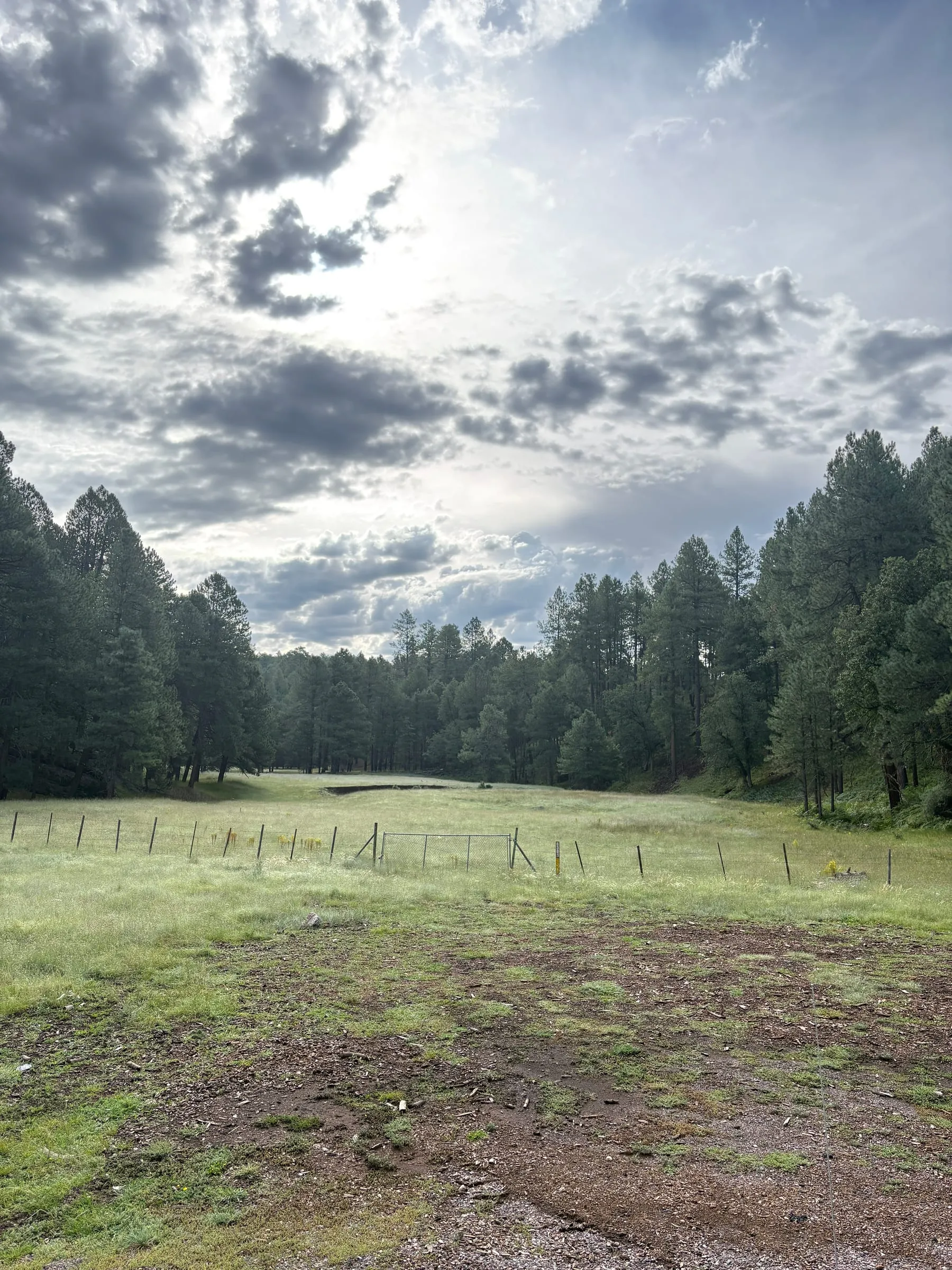 A grass meadow beside the road on the drive up, fenced along the near edge and ringed by pines, with storm cloud breaking over it.