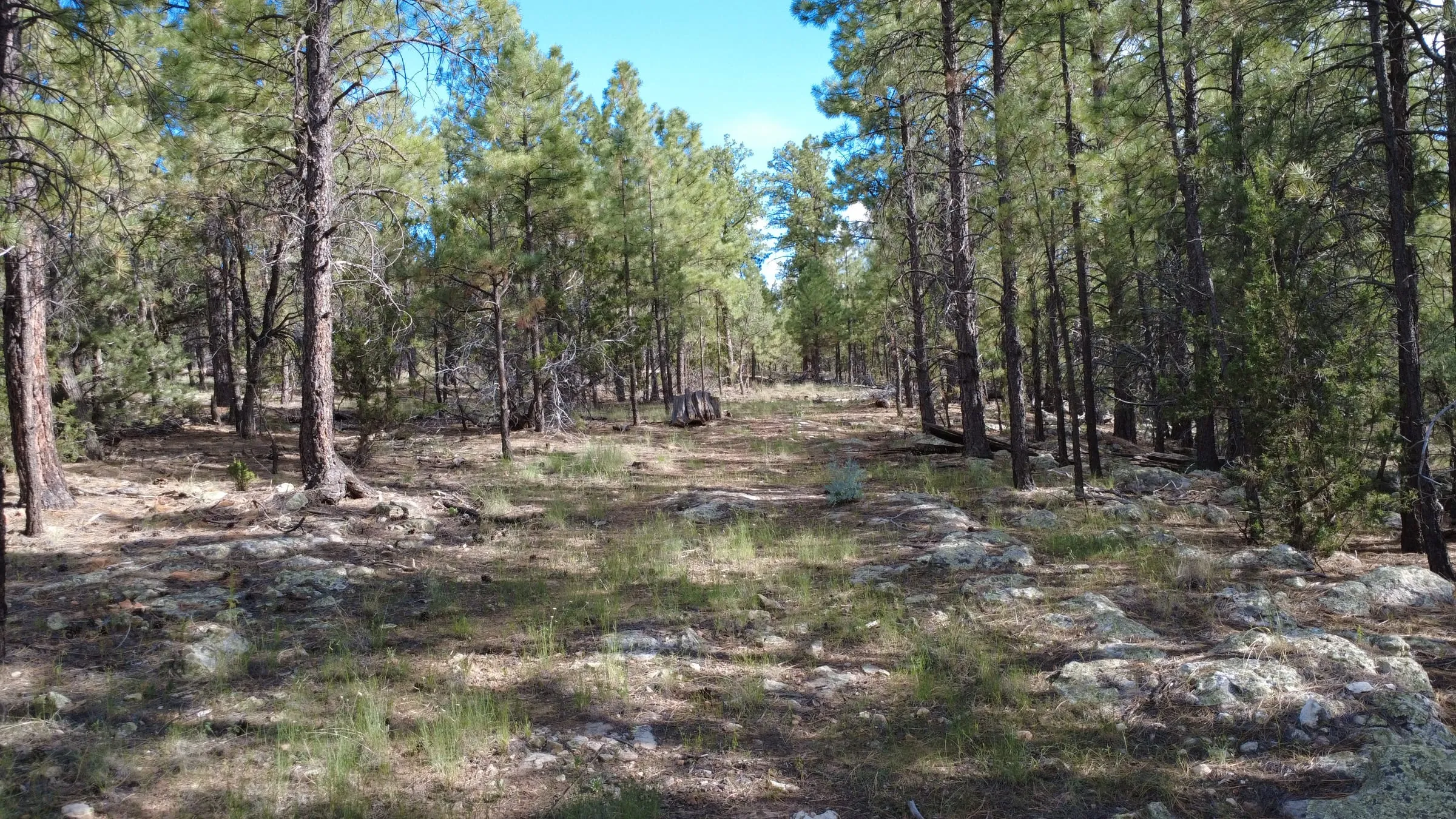 A second stretch of the open ground next door — grass and pine needles between mature trees, level enough to camp on.