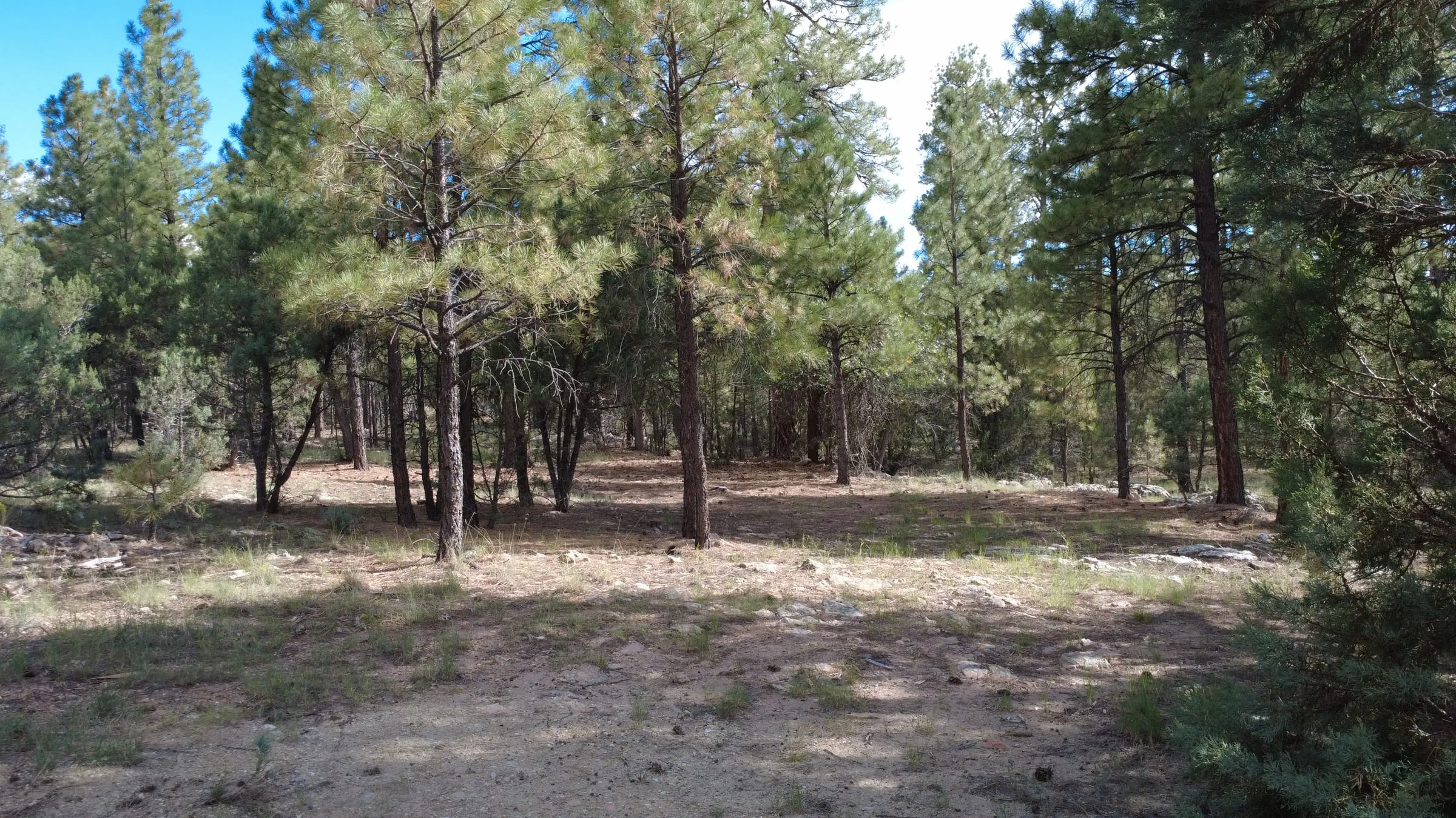 A wide clearing in the pines with an open floor of grass and rock, large enough for a group to gather in.