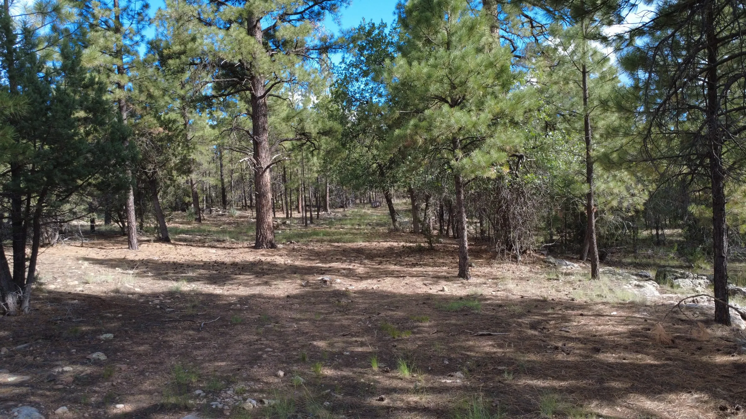 Tall ponderosa pines standing over open, shaded ground at the edge of the undeveloped land.