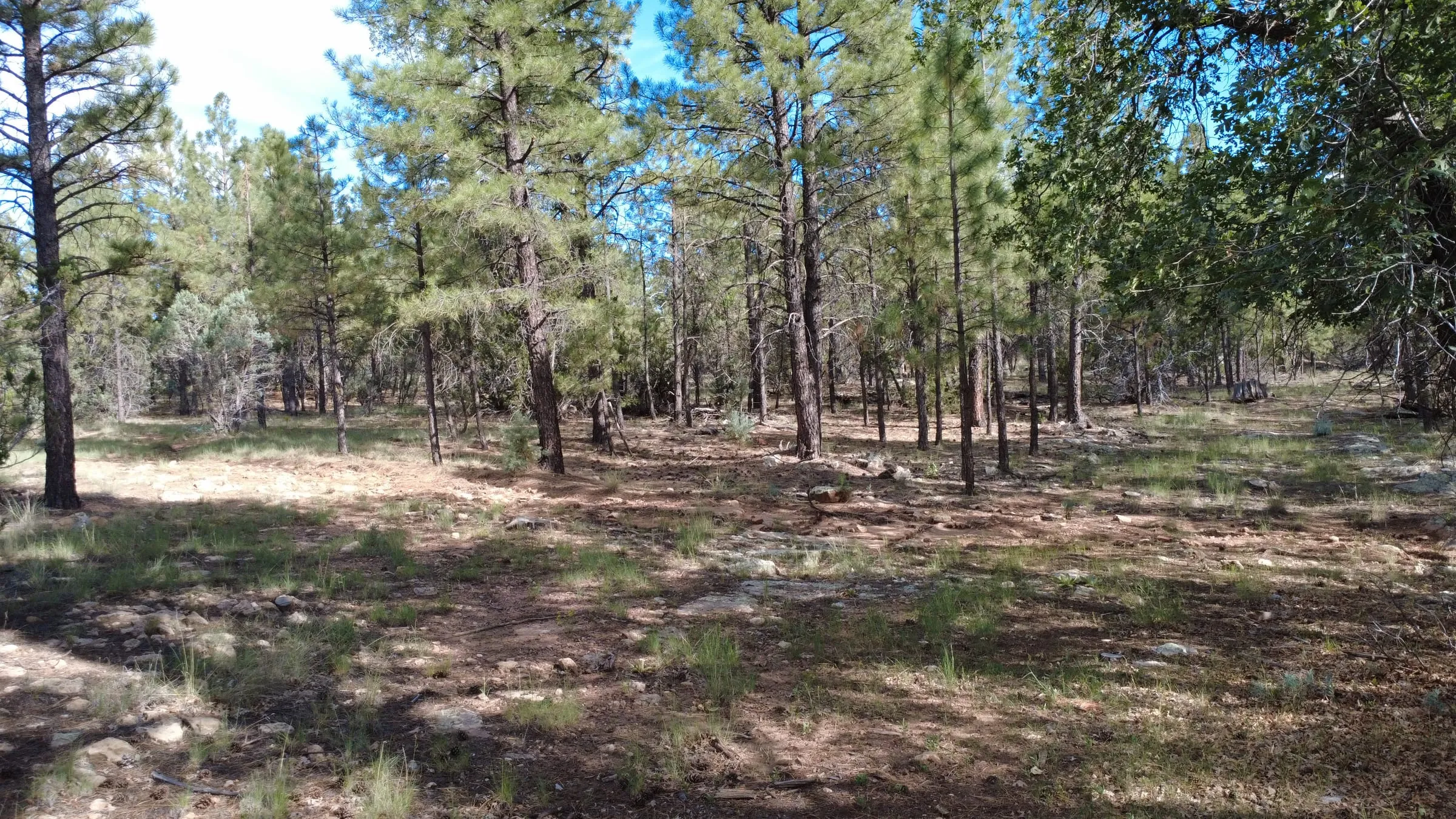Open, level ground under widely spaced ponderosa pines on the land next door, with room between the trees for tents.